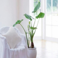室內(nèi)綠植租賃的優(yōu)勢(shì)有哪些