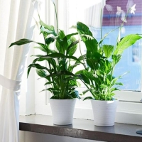 綠植花卉新手要掌握的幾個(gè)養(yǎng)護(hù)知識(shí)