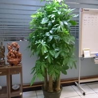 辦公室綠植花卉租賃注意事項(xiàng)