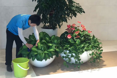 萬(wàn)達(dá)信息綠植出租